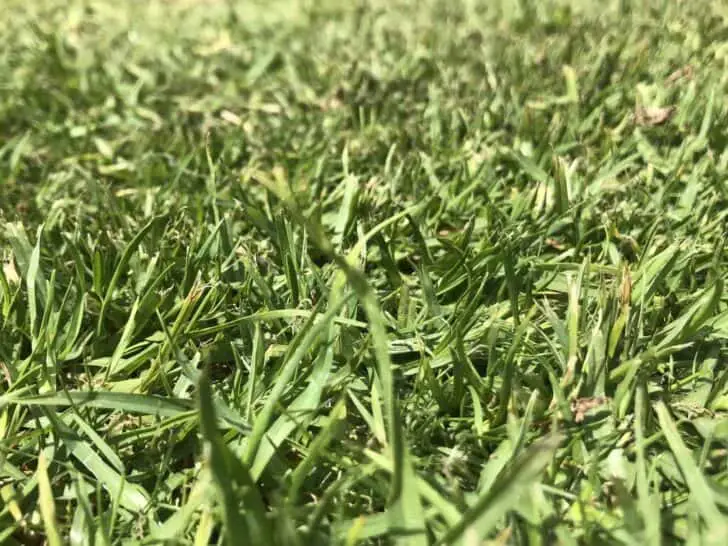 9 Tips To Dog Proof Your Garden 1001 Gardens